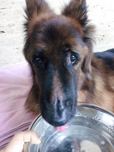 シニア犬のお世話🍀