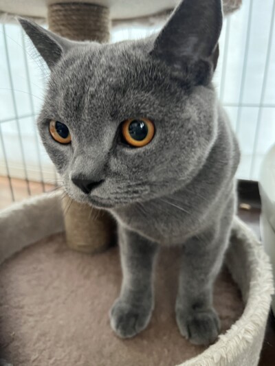 ブリティッシュのパピーちゃんのカウンセリング🎶