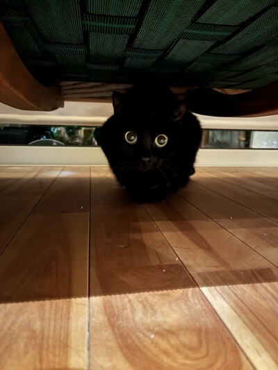 mix猫ちゃんのお世話🐈‍⬛