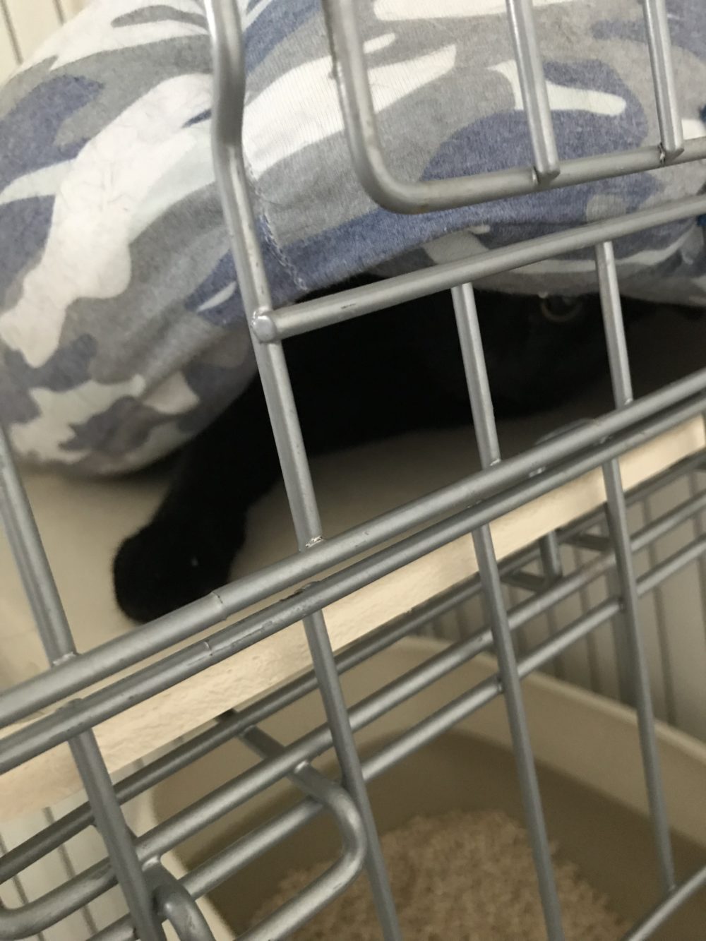 キャットシッター☆福岡市博多区 コロン君&ヤマト君④