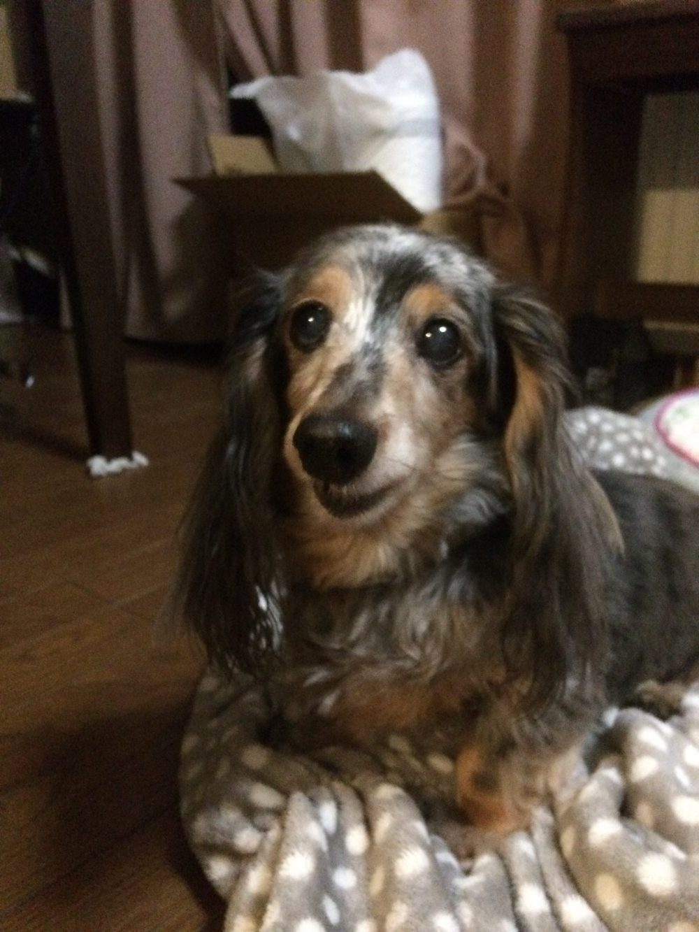 30.11.6 藤枝市ミニチュアダックス チョコちゃんむくちゃんのお世話