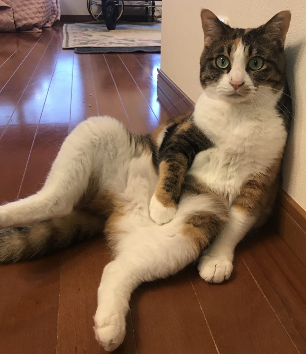 キャットシッター☆福岡市中央区 エンジェルちゃんとミラクル君②