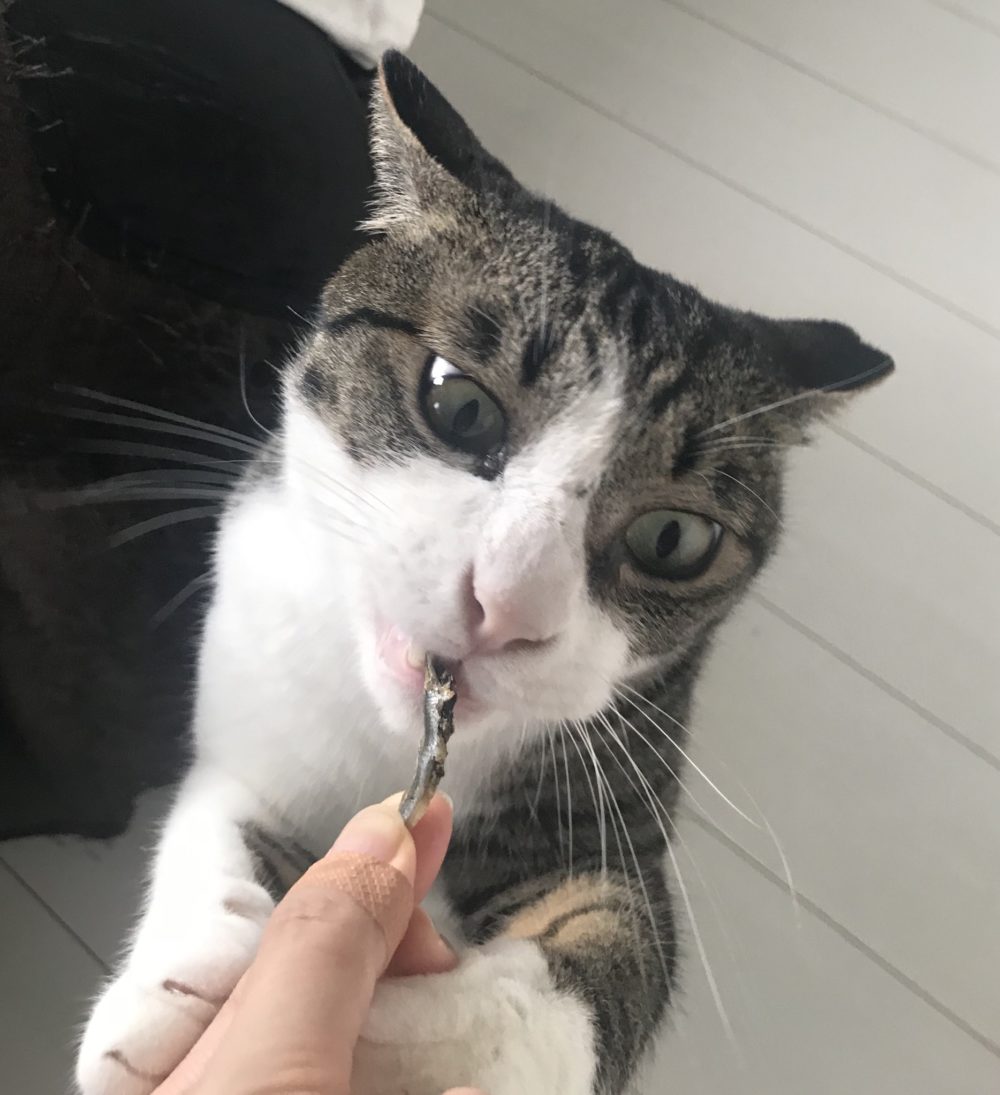 キャットシッター☆福岡市博多区 コロン君&ヤマト君③