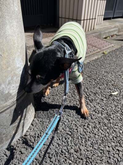 ワンちゃんのお散歩🐾