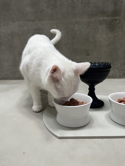 猫ちゃんのお世話🐈