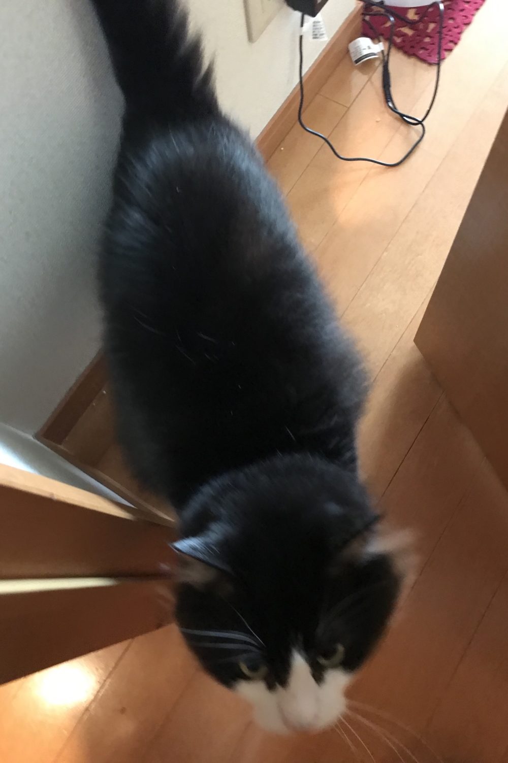 キャットシッター☆福岡市博多区 リン君①