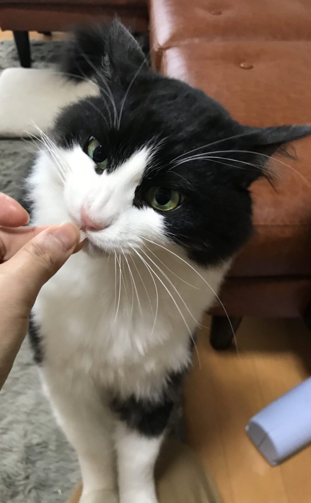 キャットシッター☆福岡市博多区 リン君②