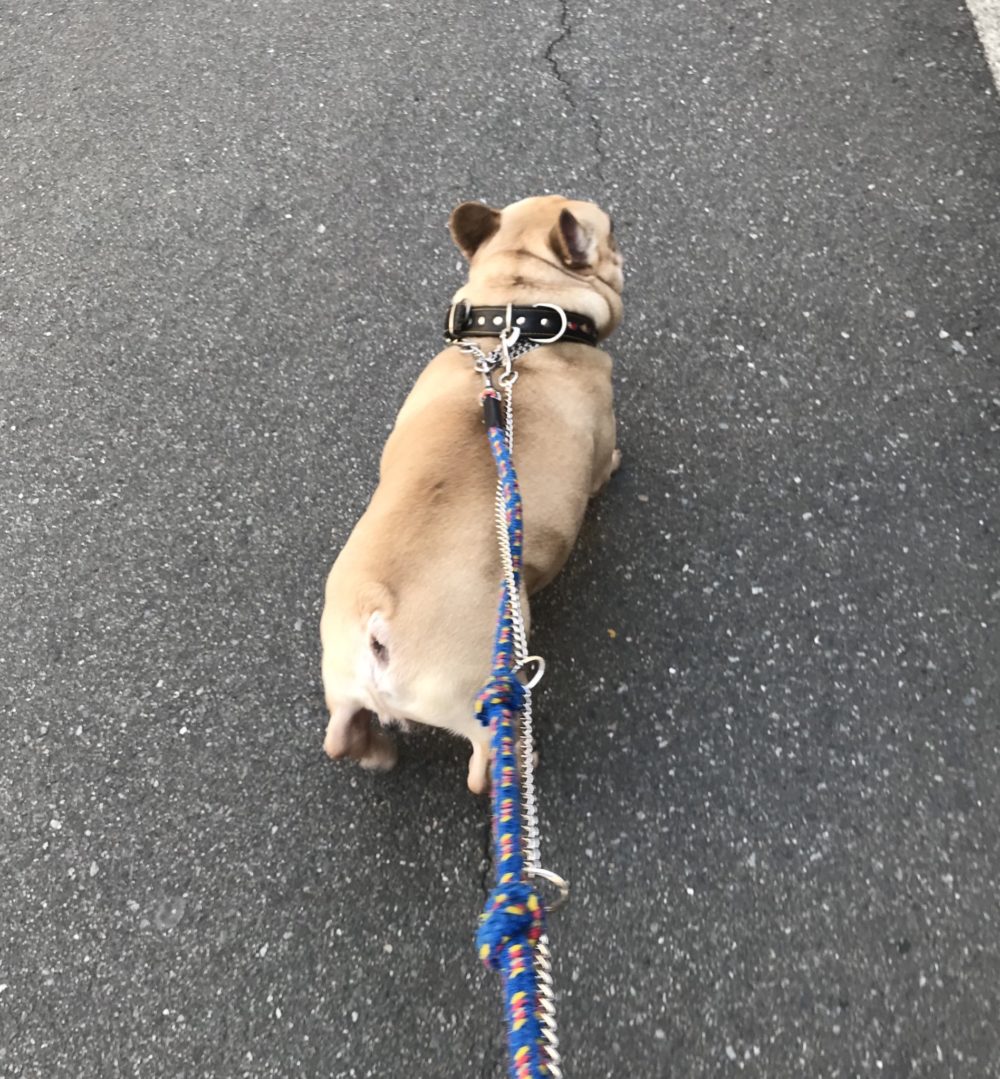 ペットシッター☆福岡市博多区 フレブル金吾君&猫のやえちゃん②