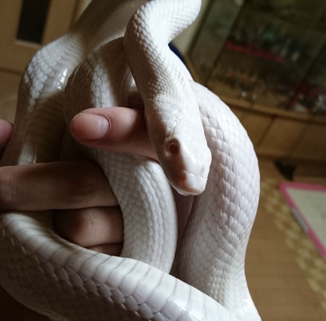 🤩珍しいお友達🐍🦎