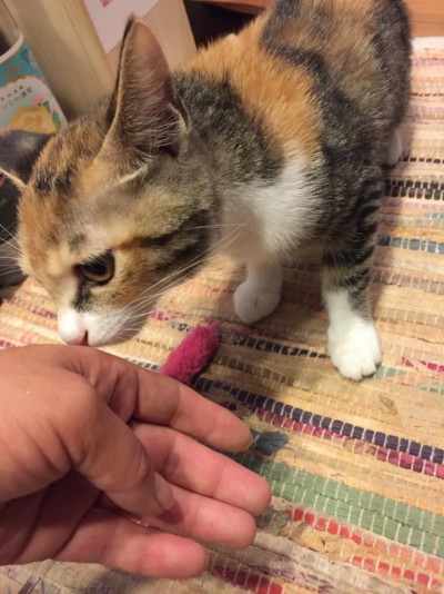 パピー猫ちゃんのお世話🐈