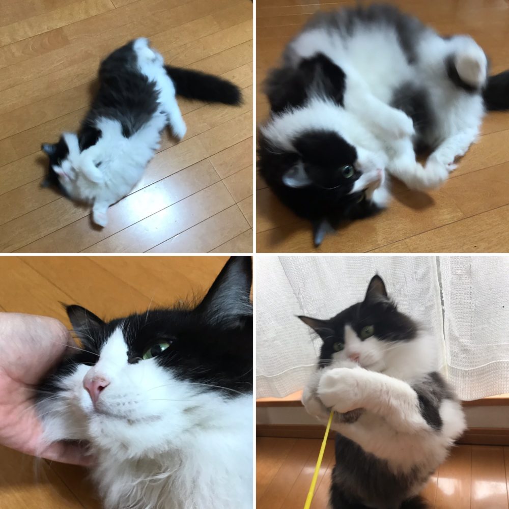 キャットシッター☆福岡市博多区 リン君⑦