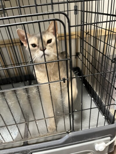 猫ちゃんのカウンセリング🐈