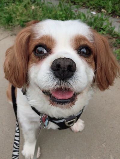 雨☔のお散歩🐾