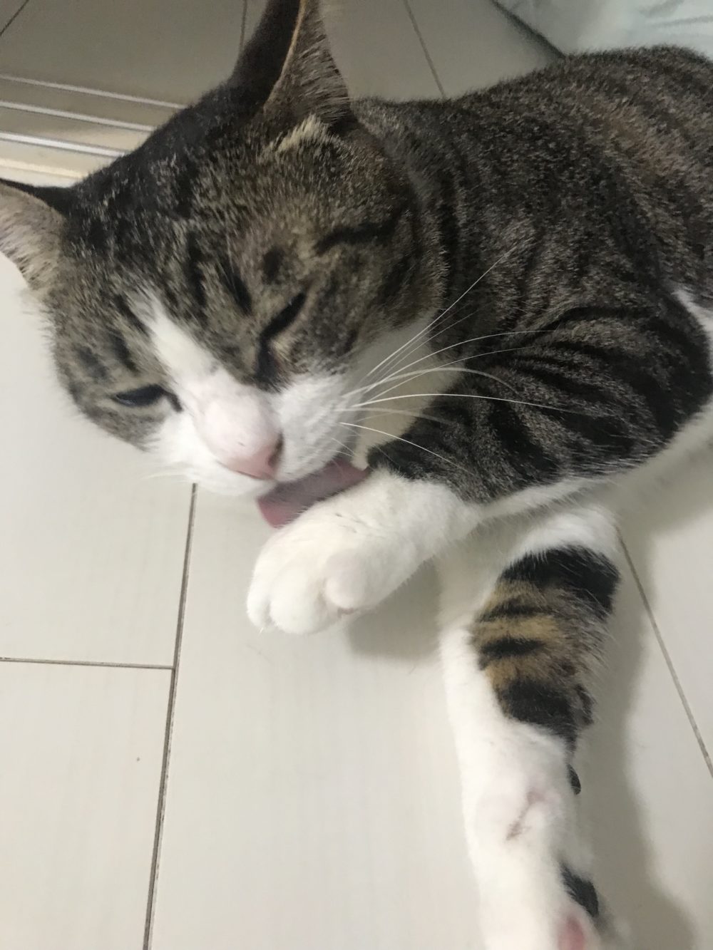 キャットシッター☆福岡市博多区 コロン君&ヤマト君⑤