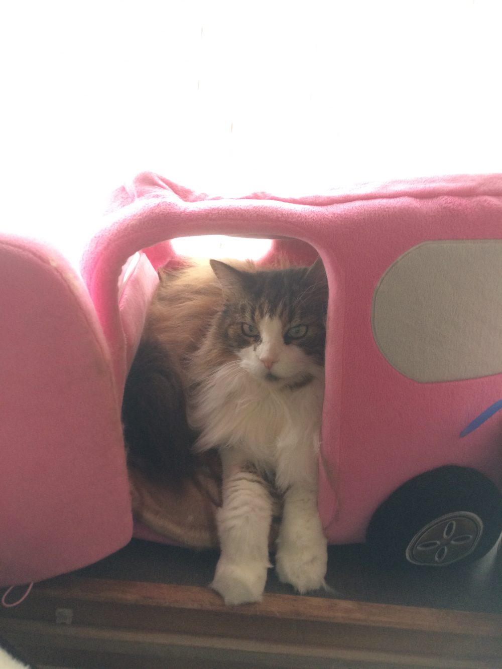 30.8.7 藤枝市仮宿 アン君オンちゃん 3回目のお世話2日目