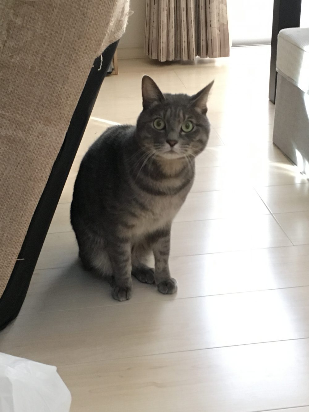 31.1.11藤枝市アルくんのお世話2日目