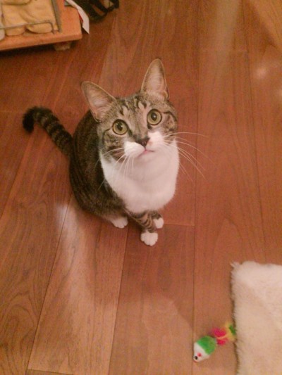 ボンちゃんのお世話🐈