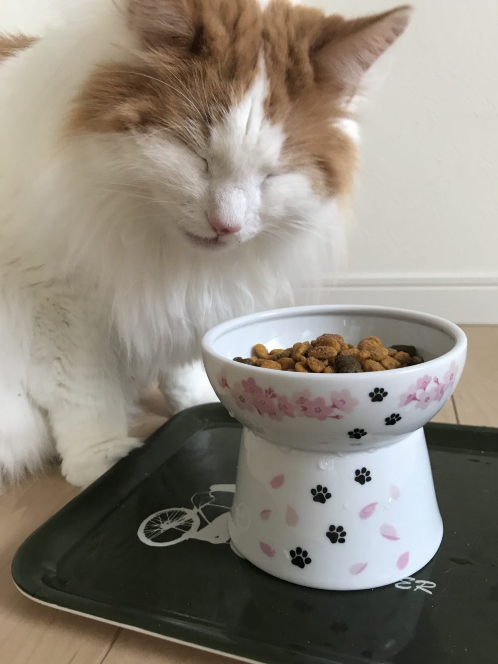 船橋市急なご依頼にてお留守番ぽろん君とだいふく君猫