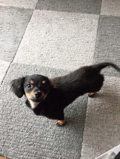 可愛い💕パピーちゃん