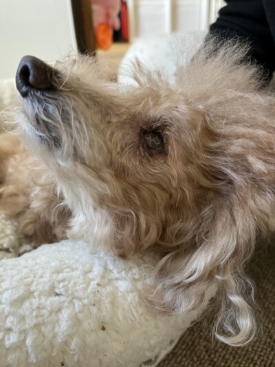 シニア犬のカウンセリング🐾