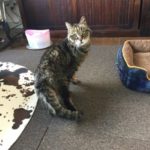 シニア猫のお世話🐈