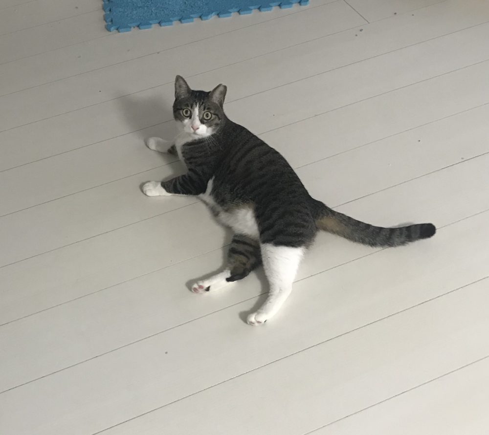 キャットシッター☆福岡市博多区 コロン君&ヤマト君①