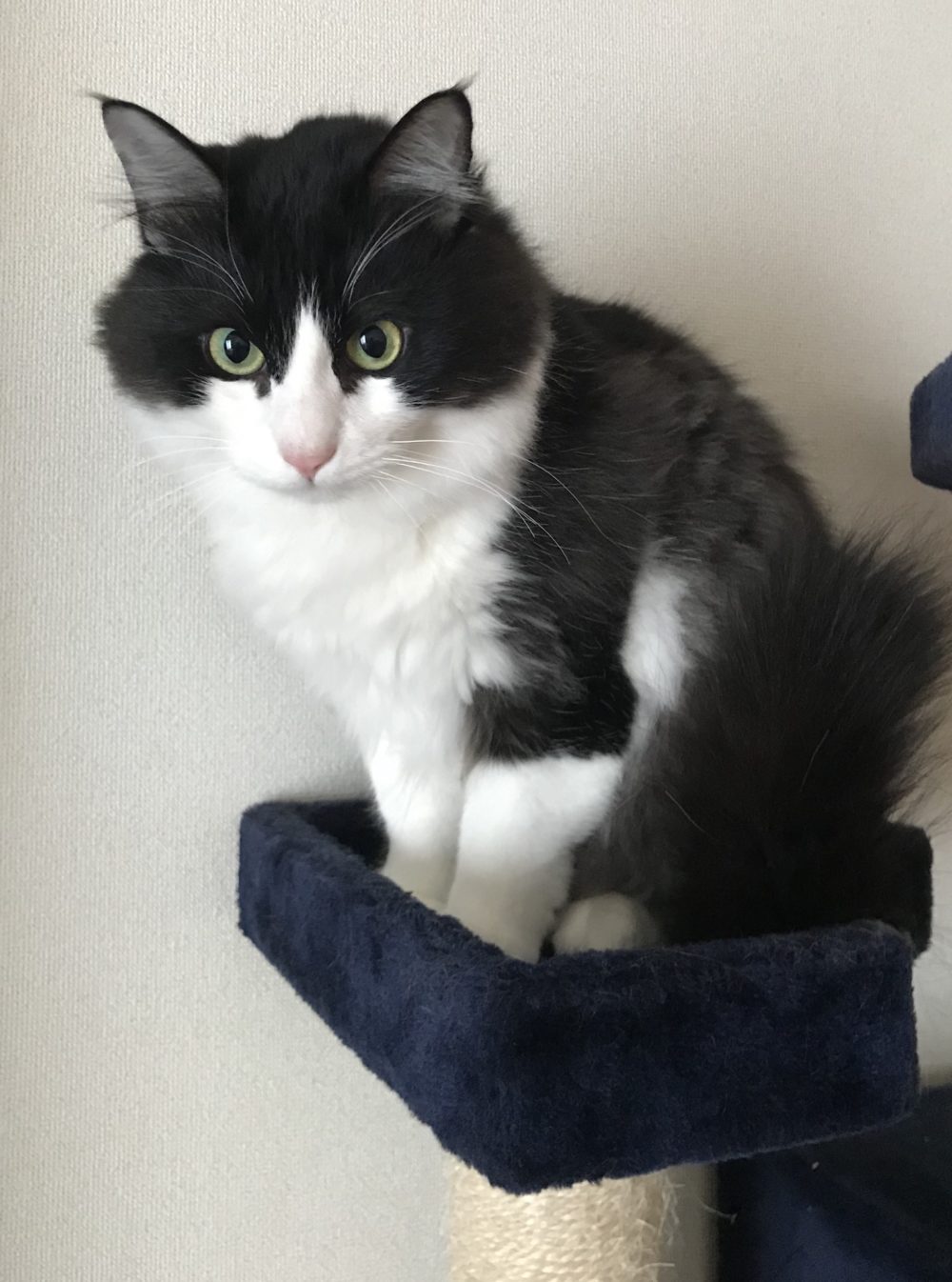 キャットシッター☆福岡市博多区 リン君①