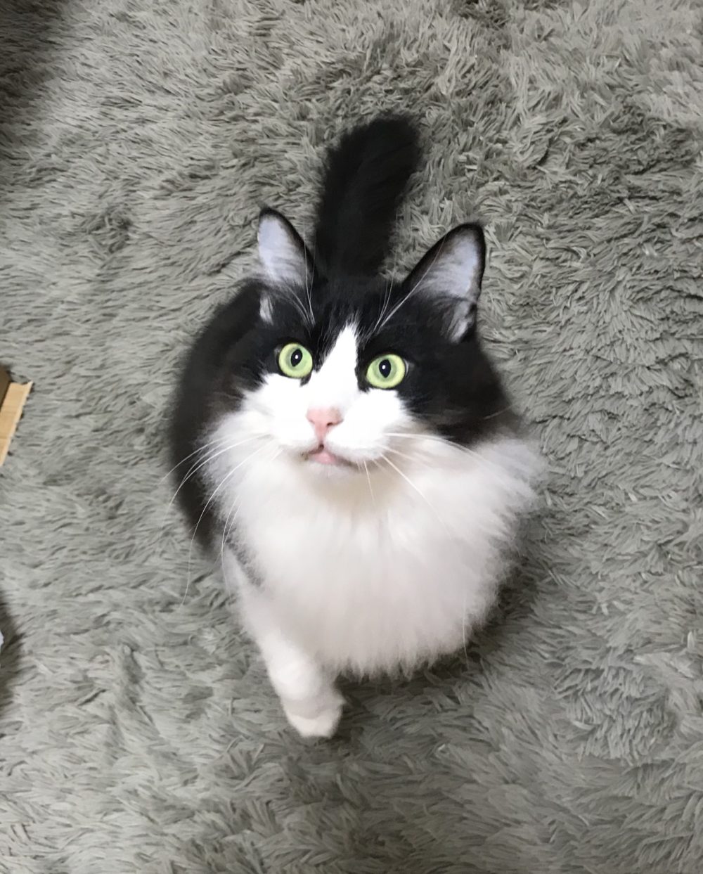 キャットシッター☆博多区 住吉 リン君④