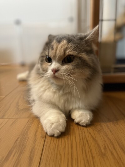 マンチカンちゃんのお世話🎶