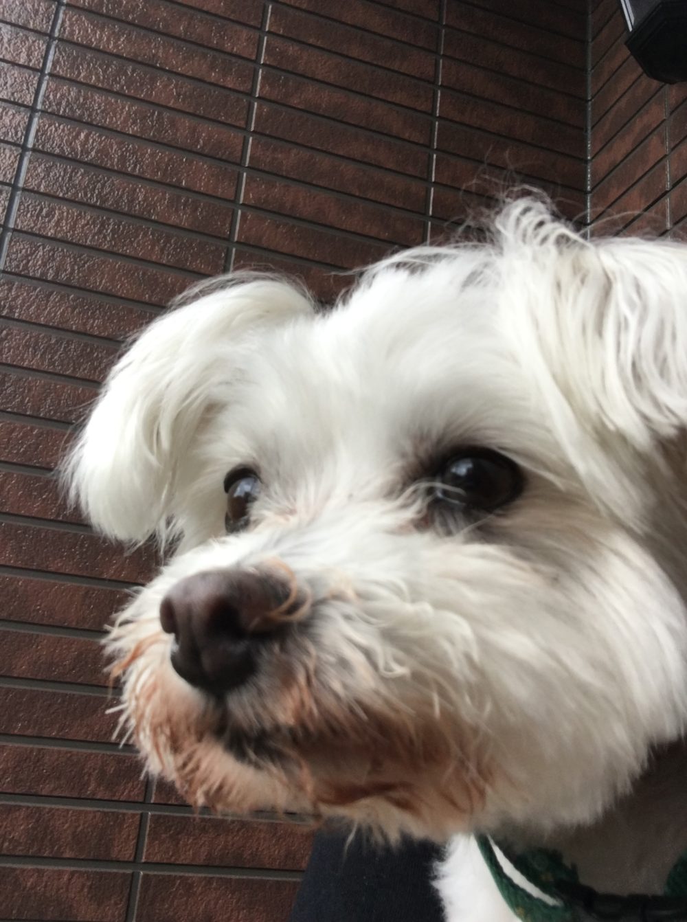 R1.6.24藤枝市マルチーズ ミルクくん