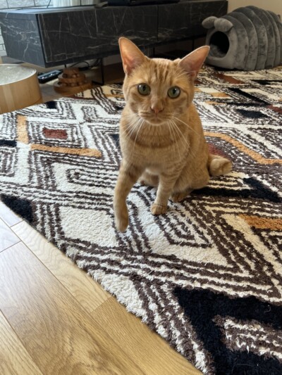 猫ちゃんのカウンセリング🐈🐈‍⬛