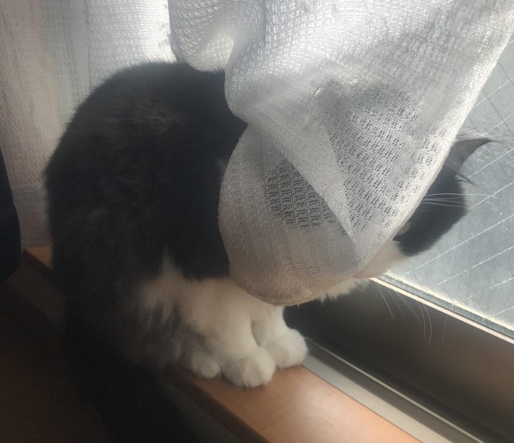 キャットシッター☆福岡市博多区 リン君④