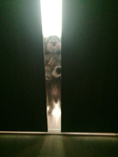 パピー犬のお世話🐾