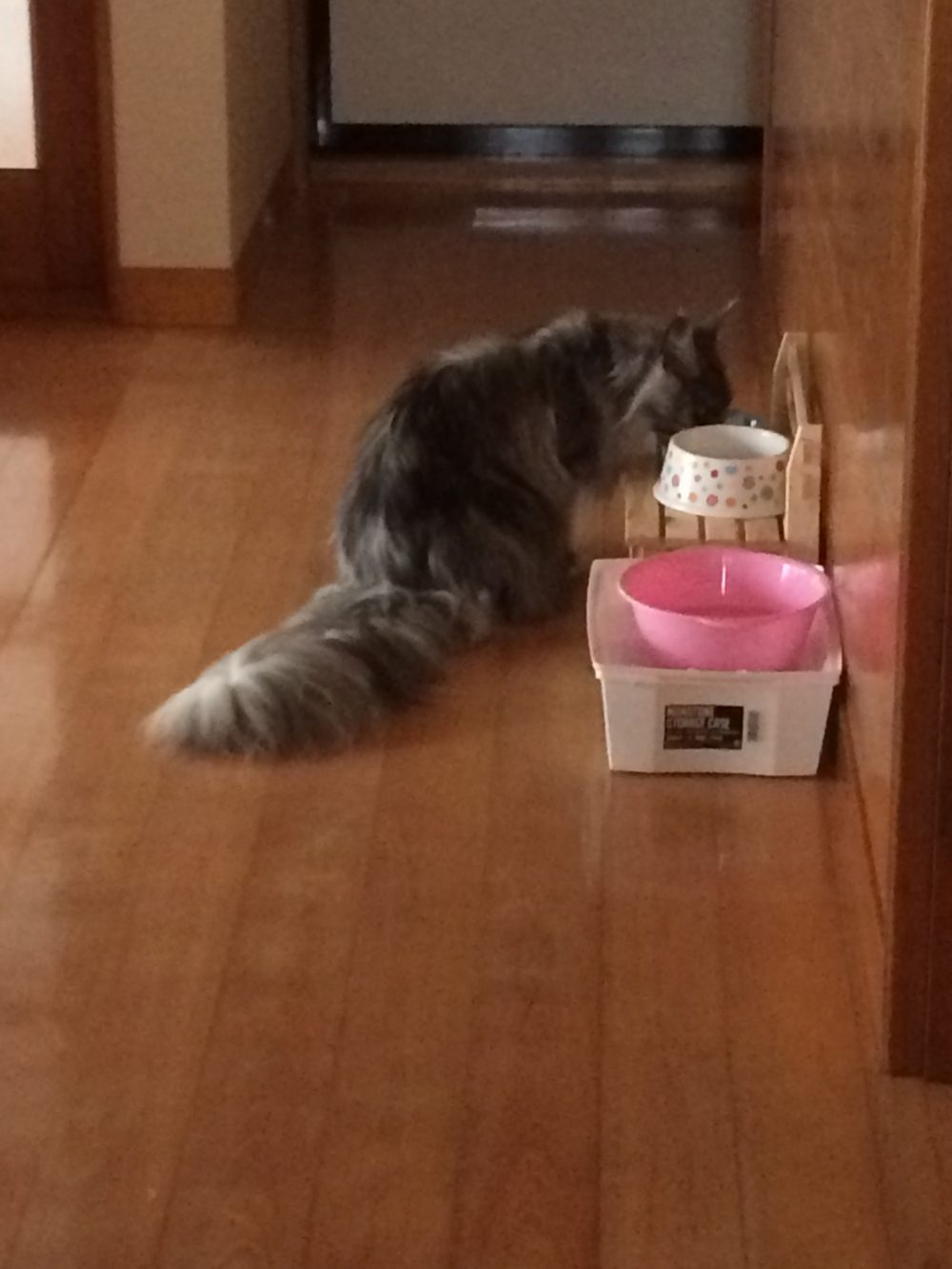 30.6.21仮宿のオンちゃん、アン君のお世話1日目