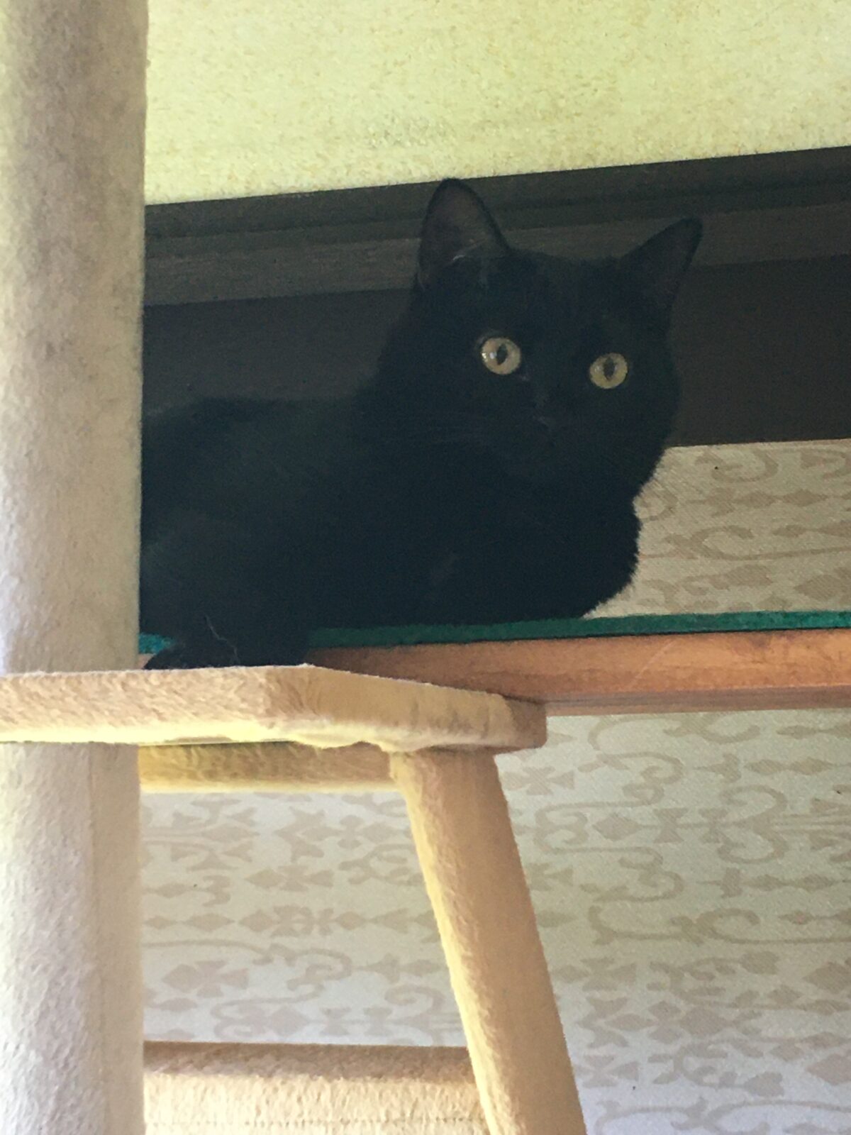 R2.8.12〜14島田市お姫.神楽ちゃん①