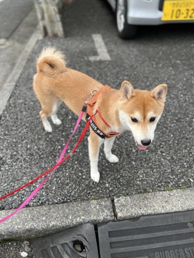 柴犬&豆柴さんのお世話🐾