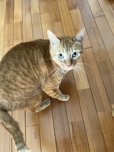 mix猫ちゃんのカウンセリング🐈🐈‍⬛