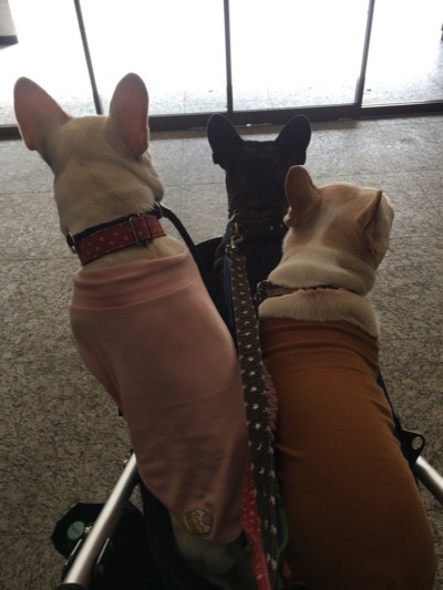 3匹のお世話🎶