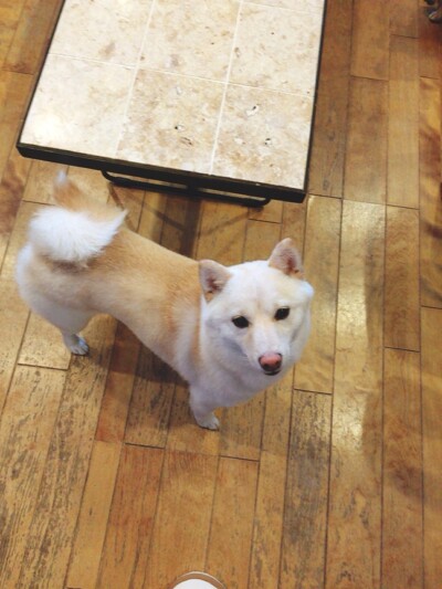 カウンセリング🐾🎶