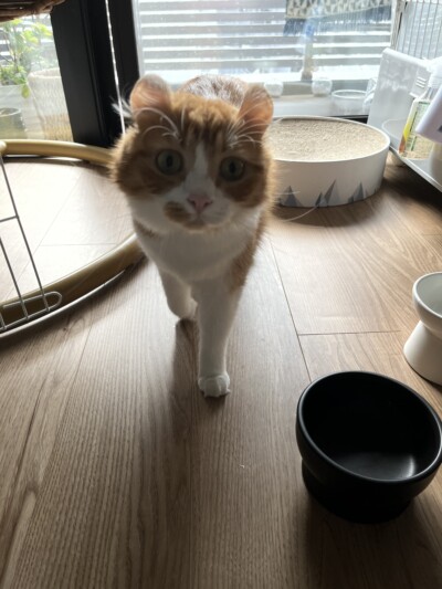 猫ちゃん達のカウンセリング