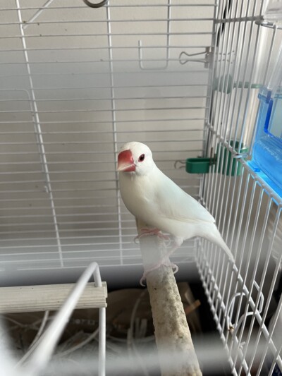 文鳥さんのカウンセリング🕊