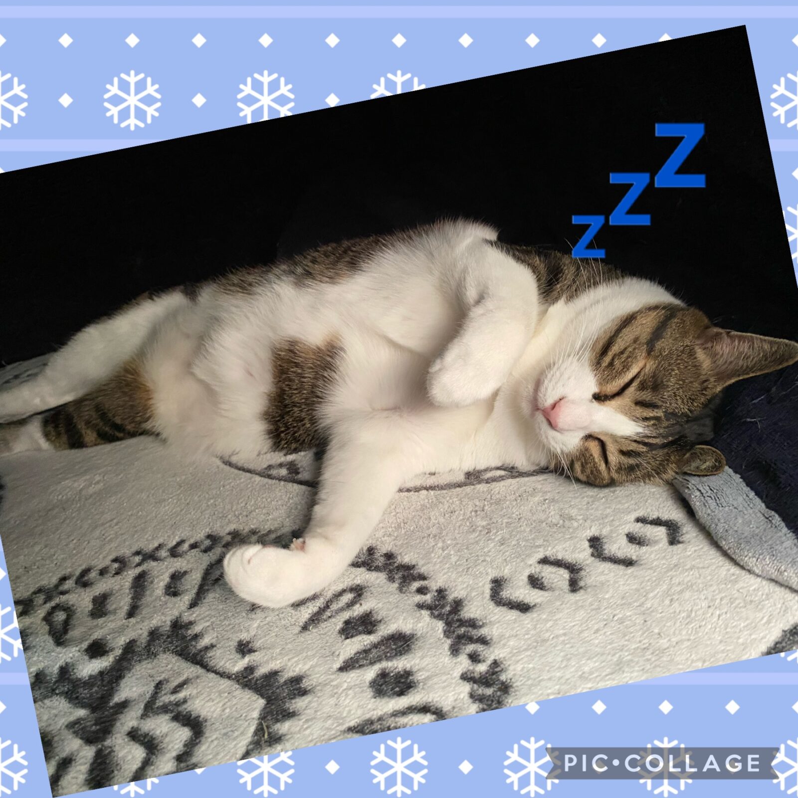 ペットシッターのメリット①