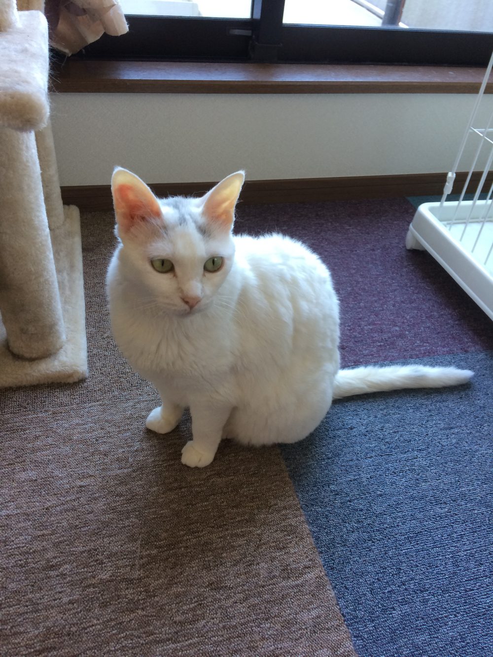 岡部町ビアンカナイツでボランティア