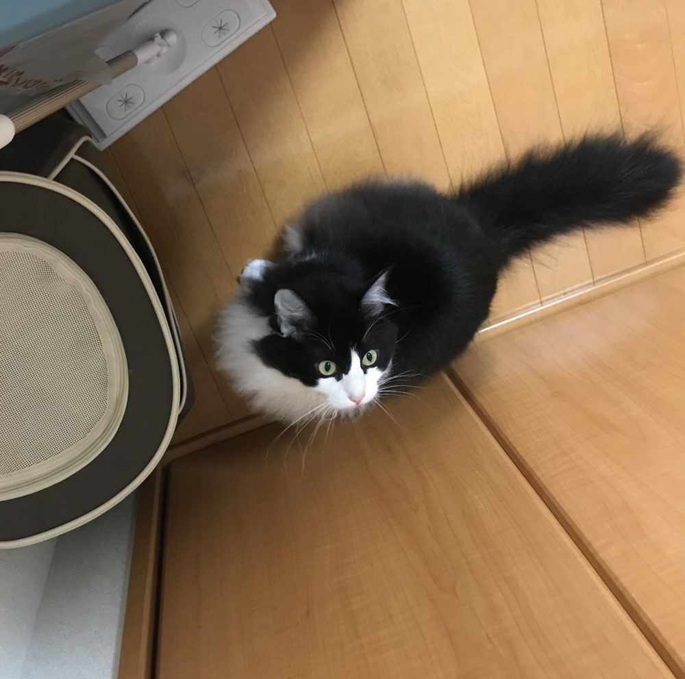 キャットシッター☆福岡市博多区 リン君⑤