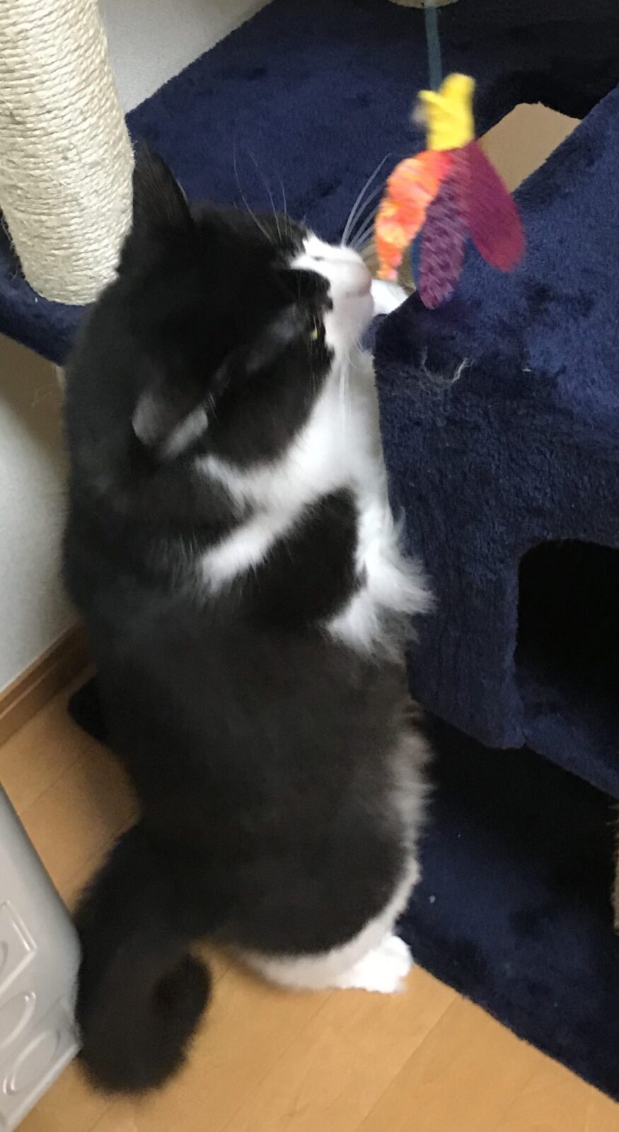 キャットシッター☆博多区 住吉 リン君②