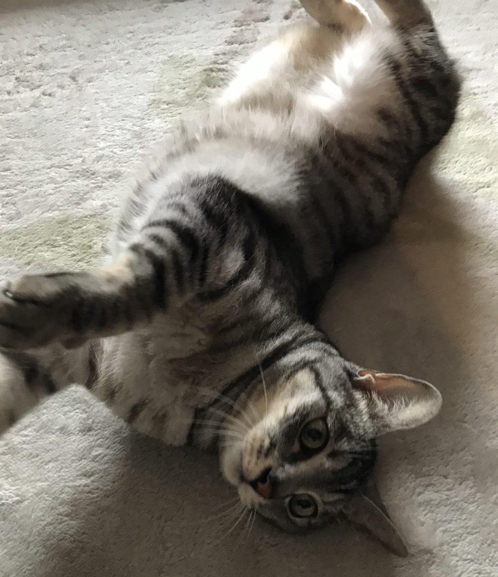 キャットシッター☆福岡市博多区 ハク君④