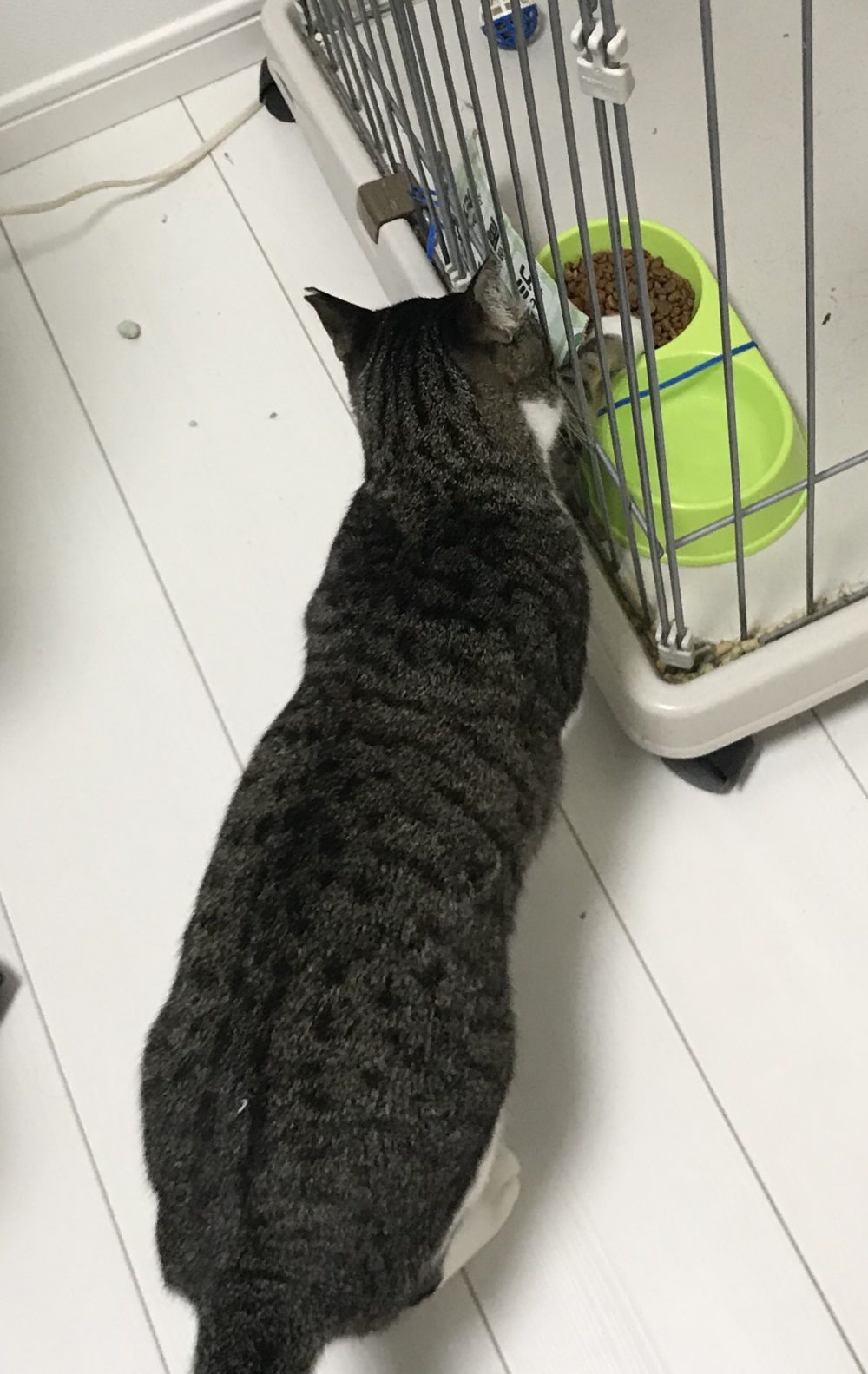 キャットシッター☆福岡市博多区 コロン君&ヤマト君⑤