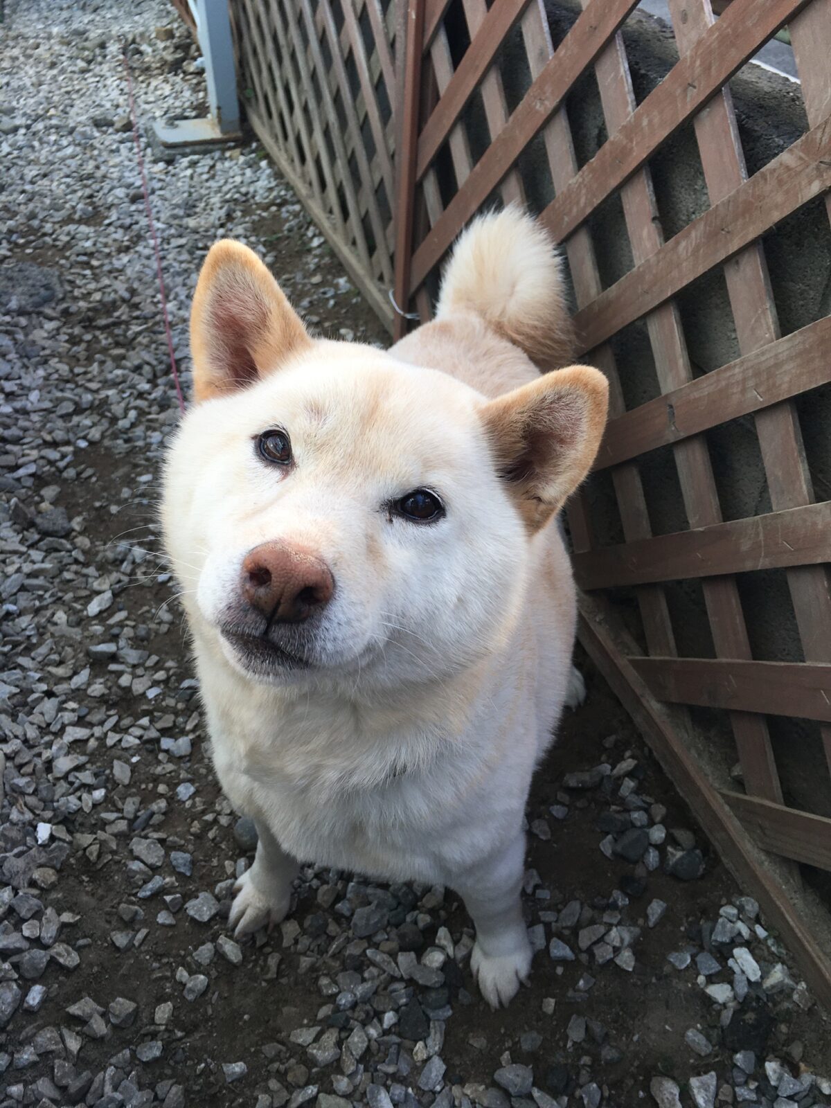 R3.1.2〜4藤枝市柴犬さくらちゃん②