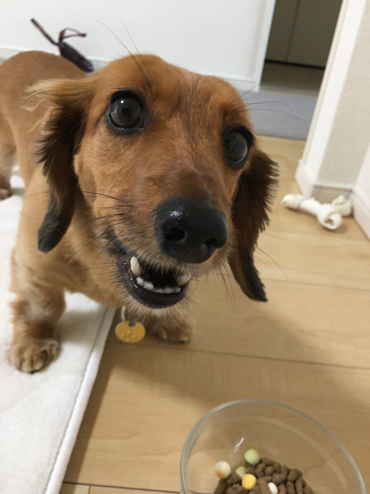 R2.6.5〜6ミニチュアダックスフンド元気いっぱい華ちゃん②