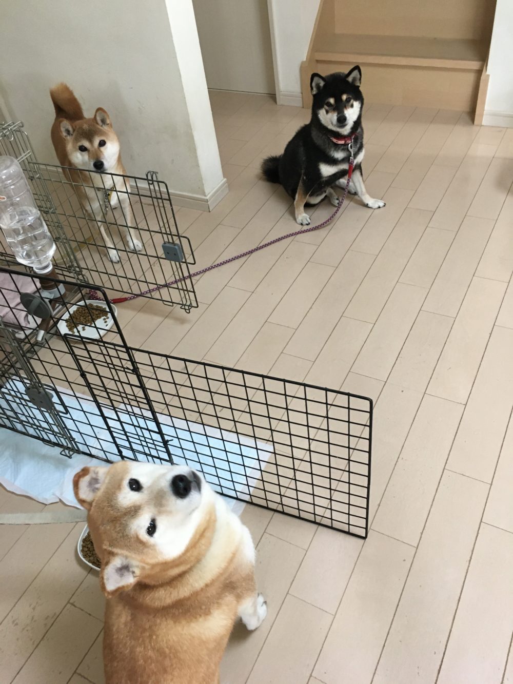 柴犬&柴犬mix3人娘の飼い主様からの嬉しいメール